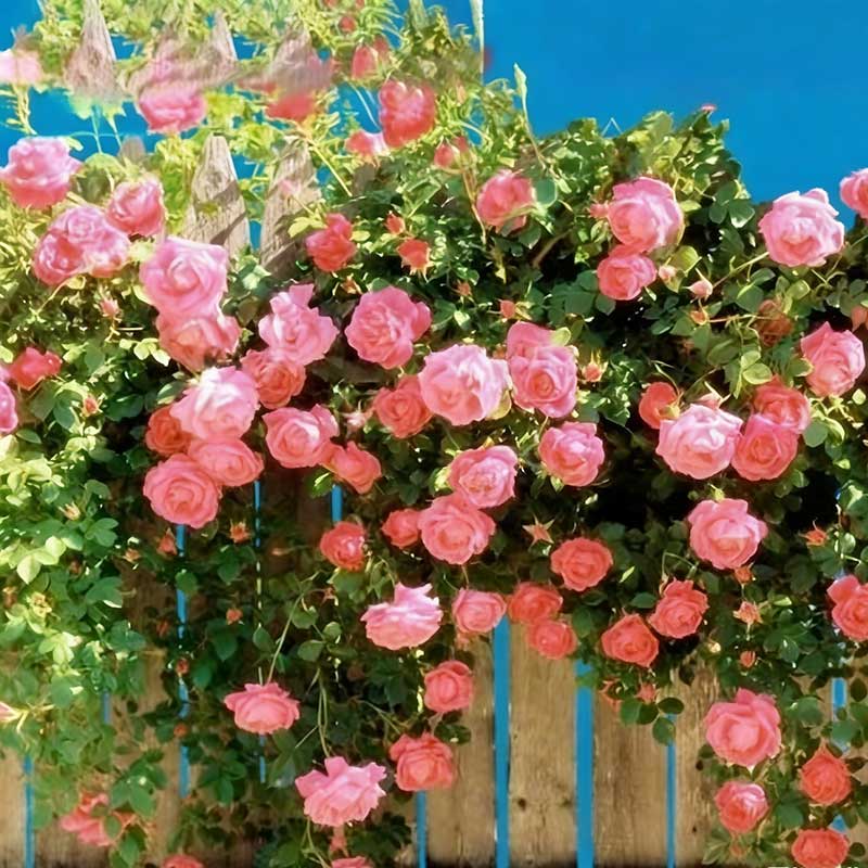 Climbing Rose Seed | 500 Pcs per Pack