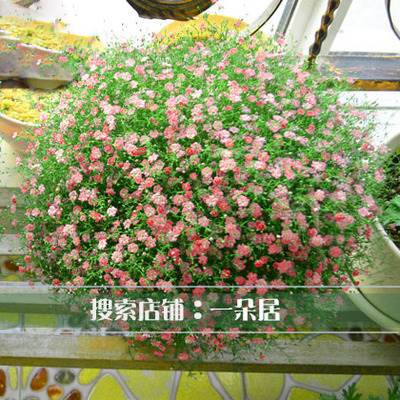 Rose flower seeds | 200 Pcs per Pack