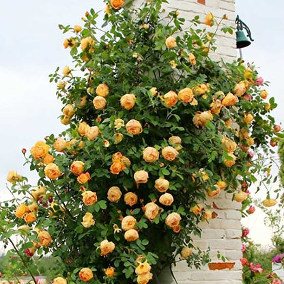 Climbing Rose Seed | 500 Pcs per Pack