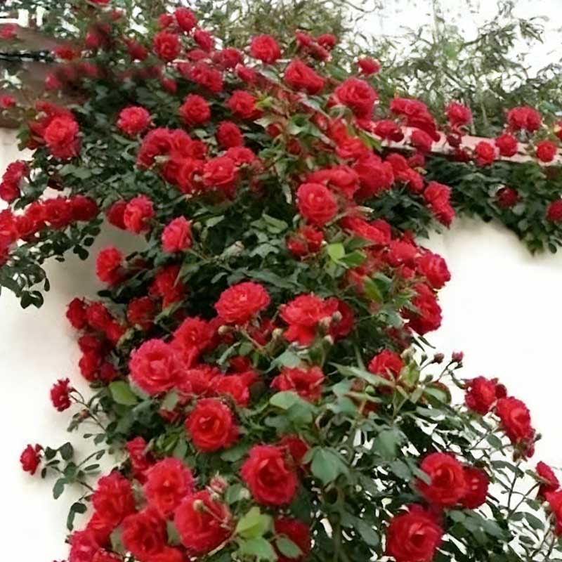 Climbing Rose Seed | 500 Pcs per Pack