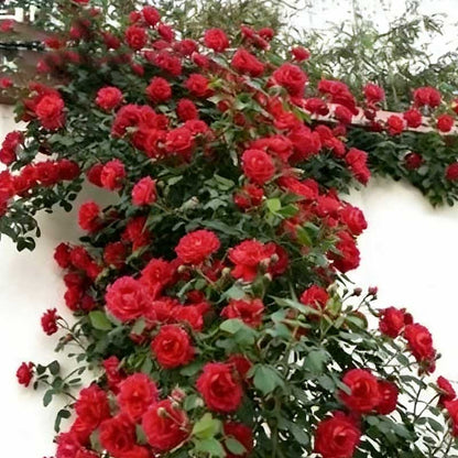 Climbing Rose Seed | 500 Pcs per Pack