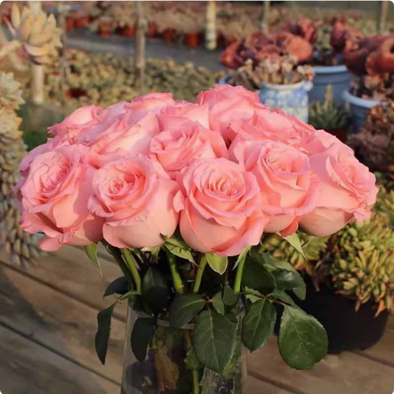 Rose flower Seeds | 500pcs Per Bag
