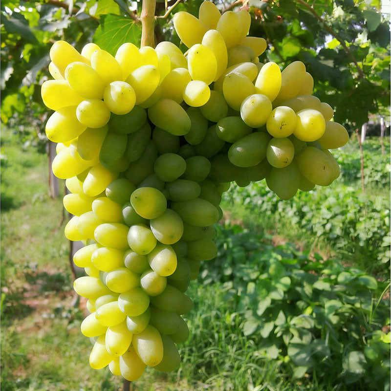 Grape Seeds | 60pcs Per Bag