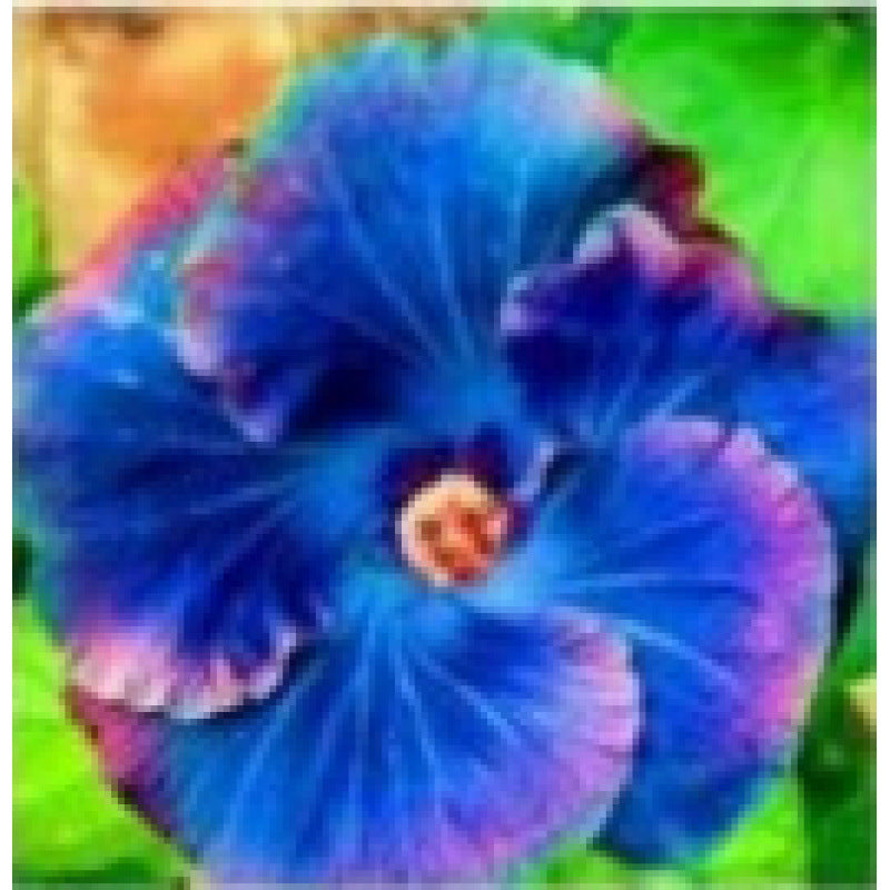 Furong seeds | 100 Pcs per Pack