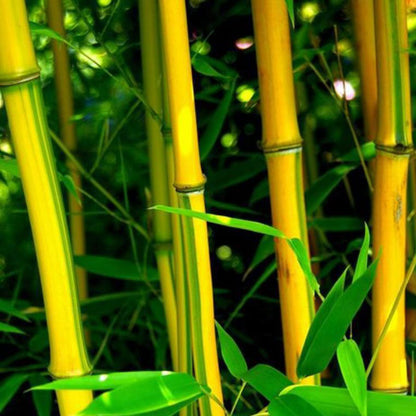 Bamboo seeds | 200pcs Per Bag