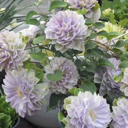 Clematis Flower Vine Seed  | 188pcs Per Bag
