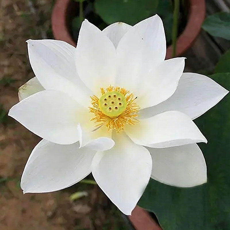 Bowl lotus | Miniature lotus Seed |50pcs Per bag