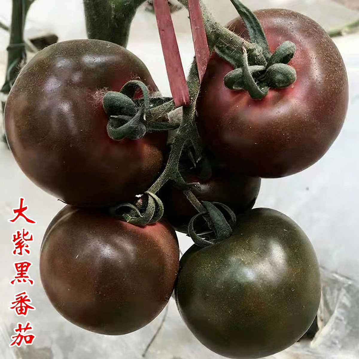 Tomato seeds | 50-200 Pcs per Pack