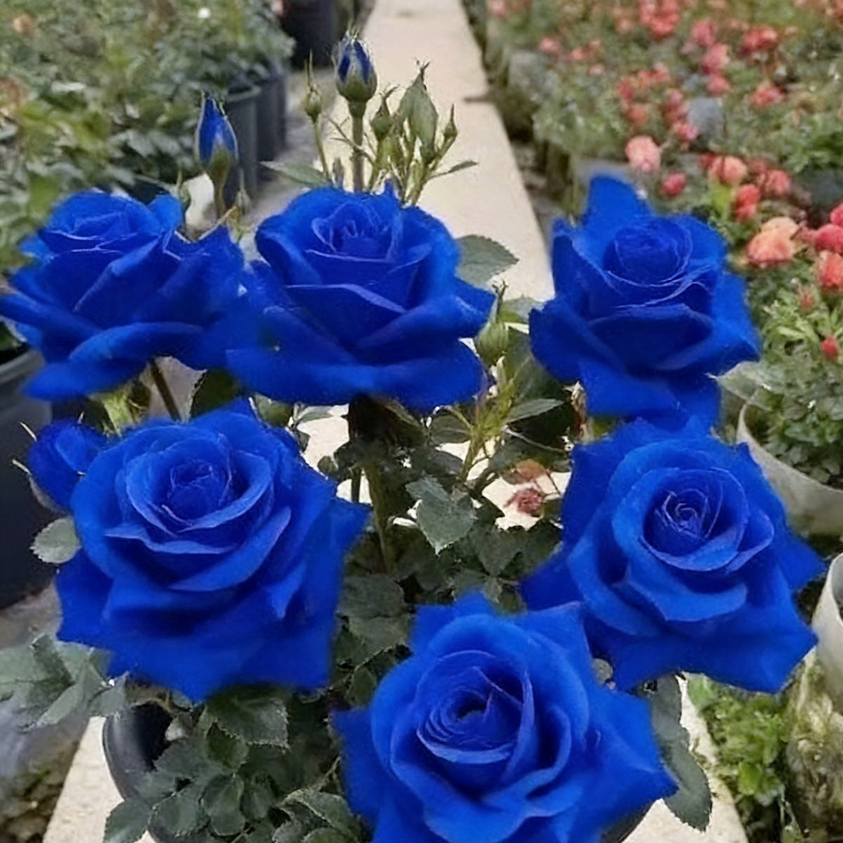 Rose flower seeds | 200 Pcs per Pack