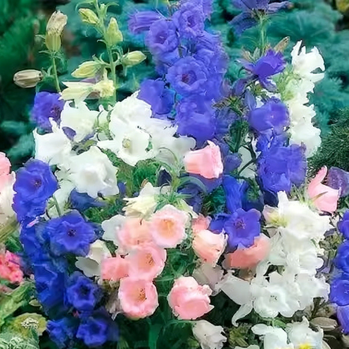 Wind chime flower seeds | 1000 Pcs per Pack