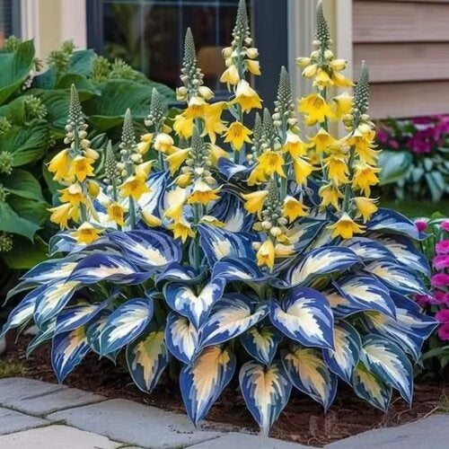 Colored hosta seeds | 1000 Pcs per Pack