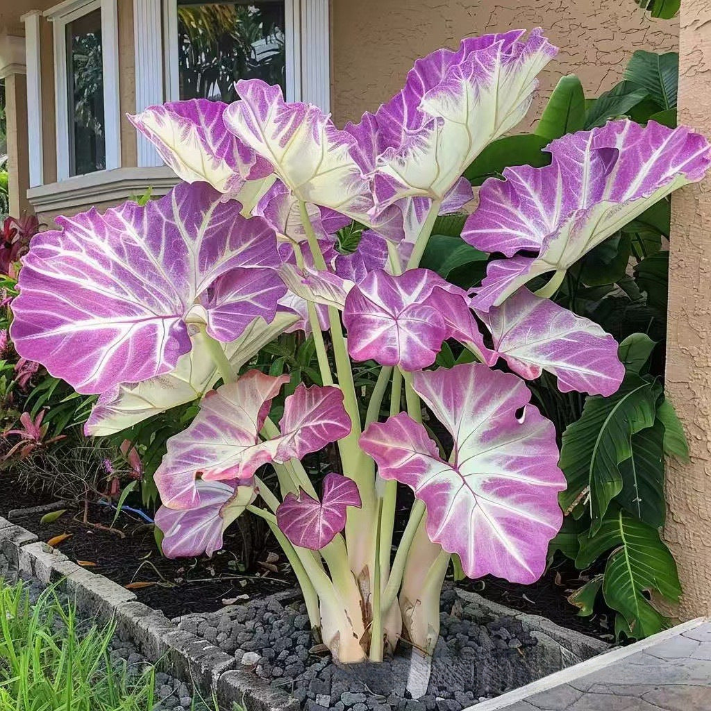 Caladium bicolor seeds | 1000 Pcs per Pack