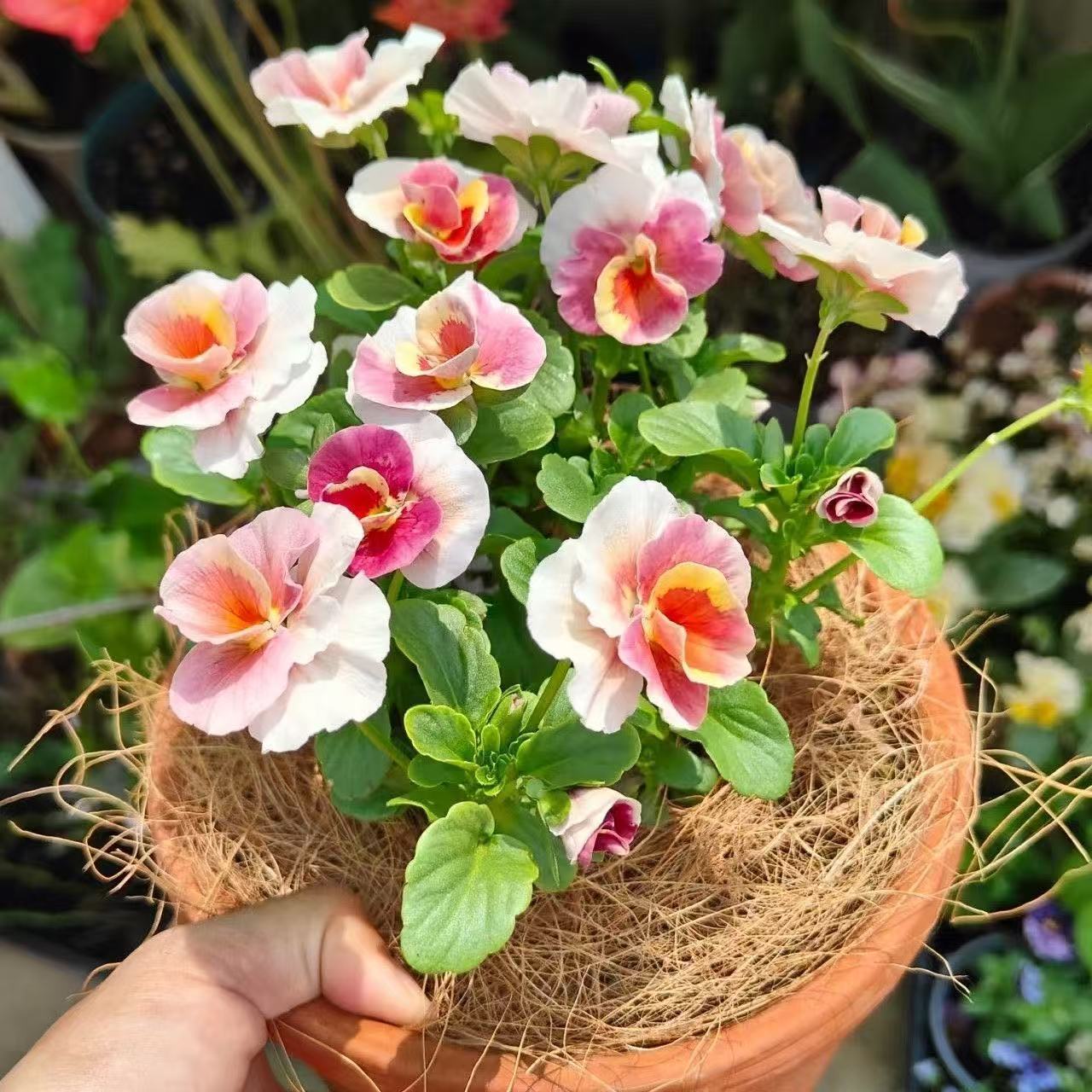 Pansy seeds | 1000pcs Per Bag