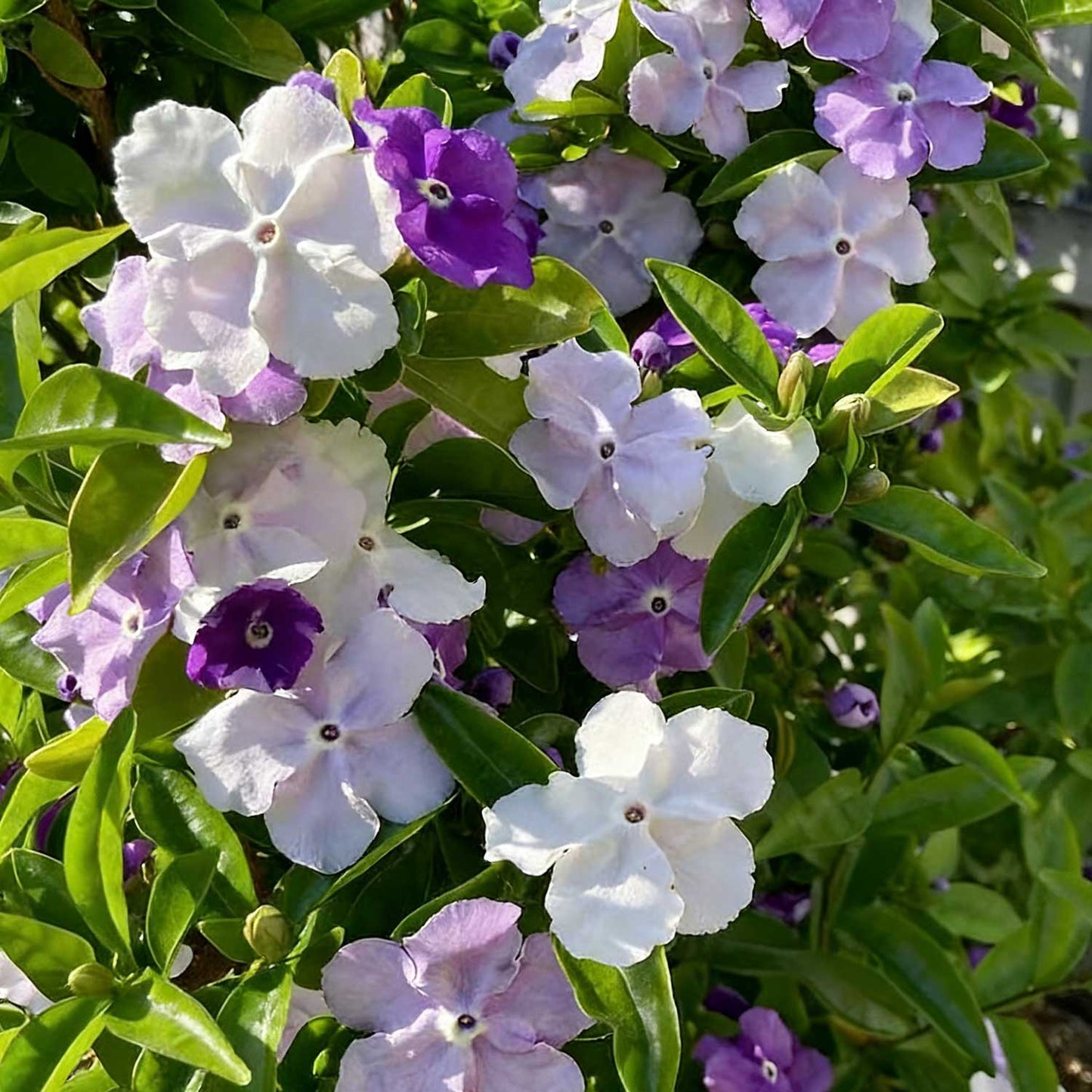 Jasmine flower seeds | 100 Pcs per Pack