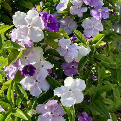 Jasmine flower seeds | 100 Pcs per Pack