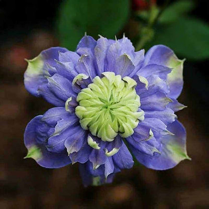 Clematis Flower Vine Seed  | 188pcs Per Bag