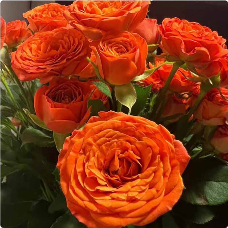 Rose flower Seeds | 500pcs Per Bag