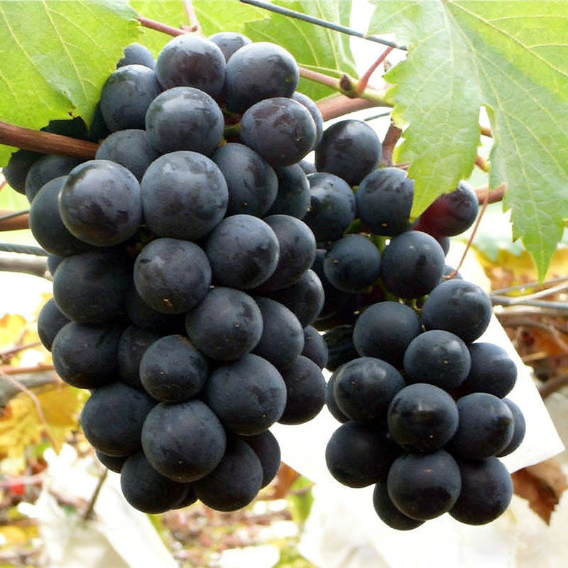 Grape Seeds | 60pcs Per Bag