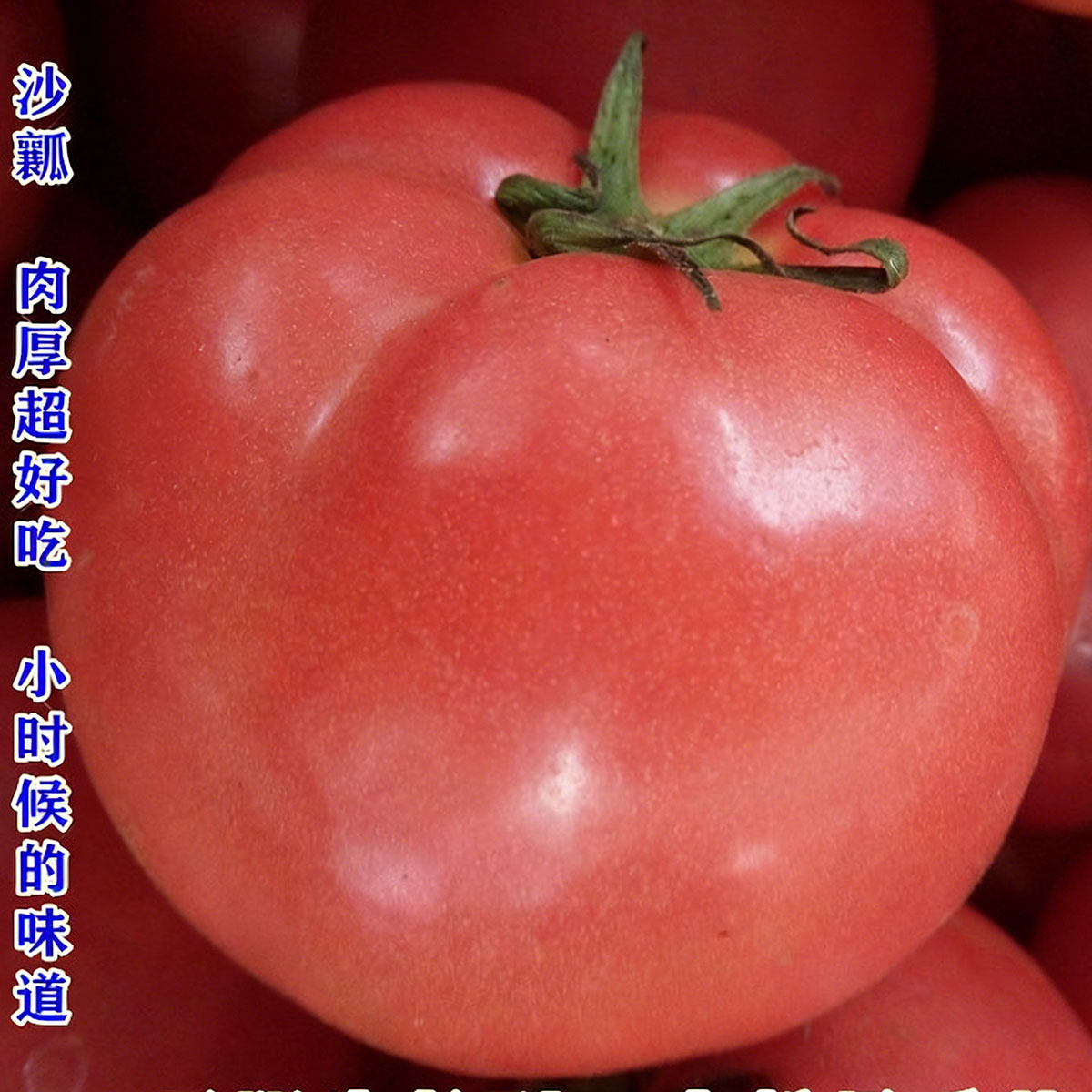 Tomato seeds | 50-200 Pcs per Pack