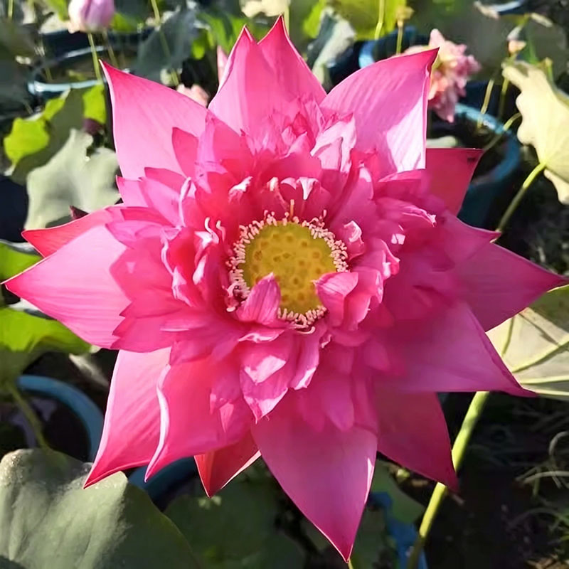 Bowl lotus | Miniature lotus Seed |50pcs Per bag