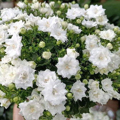 Wind chime flower seeds | 1000 Pcs per Pack