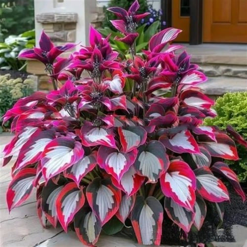 Colored hosta seeds | 1000 Pcs per Pack