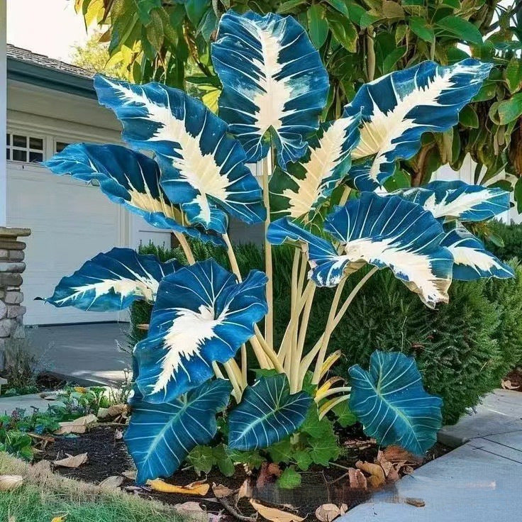 Caladium bicolor seeds | 1000 Pcs per Pack