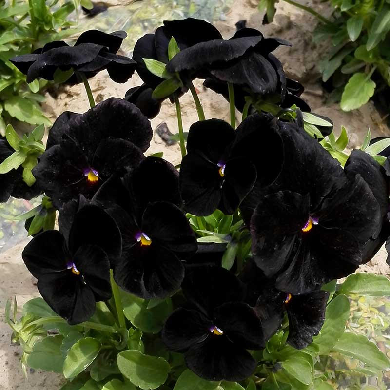 Pansy seeds | 1000pcs Per Bag