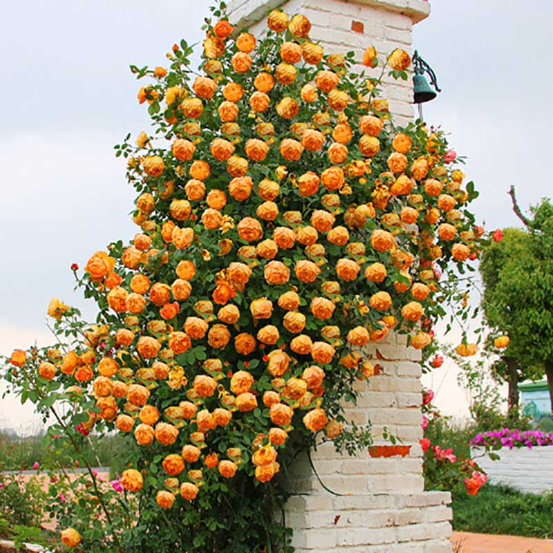 Climbing Rose Seed | 500 Pcs per Pack