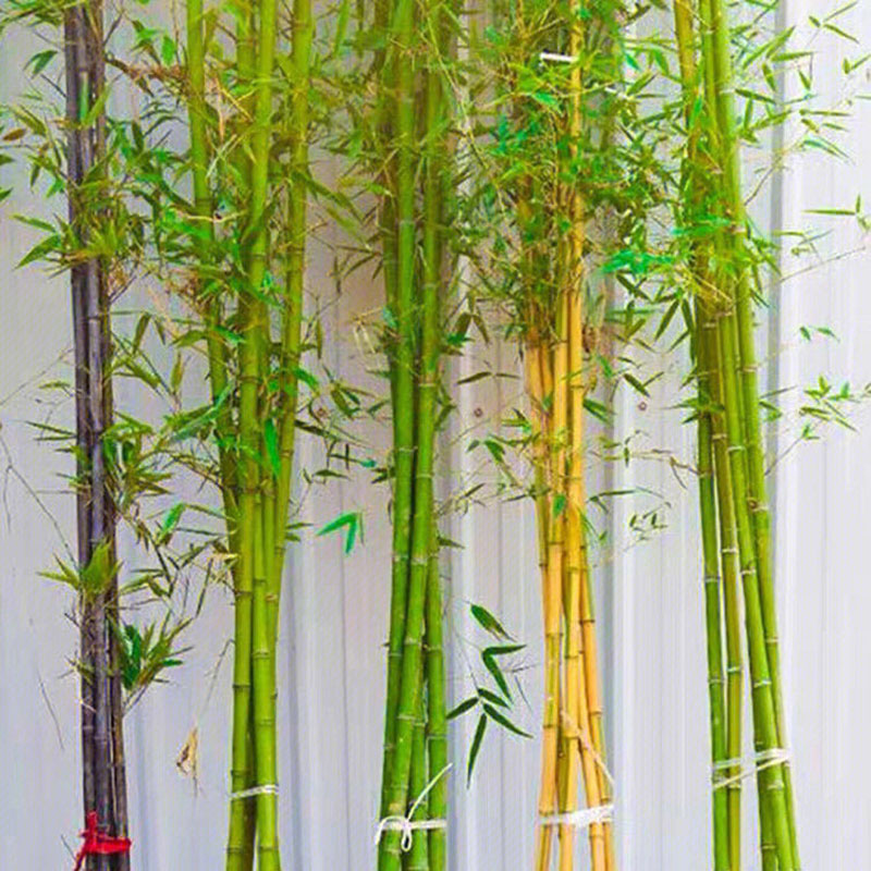 Bamboo seeds | 200pcs Per Bag