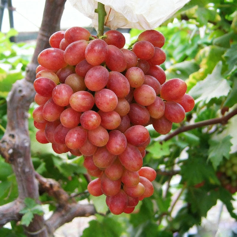 Grape Seeds | 60pcs Per Bag