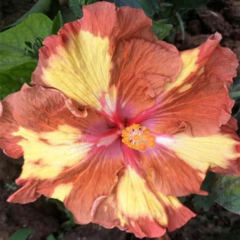 Furong seeds | 100 Pcs per Pack