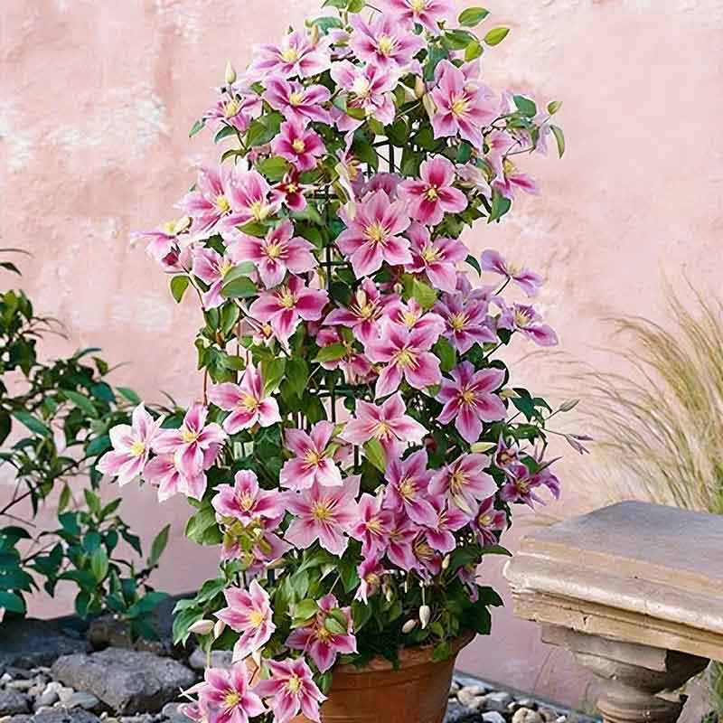 Clematis Flower Vine Seed  | 188pcs Per Bag