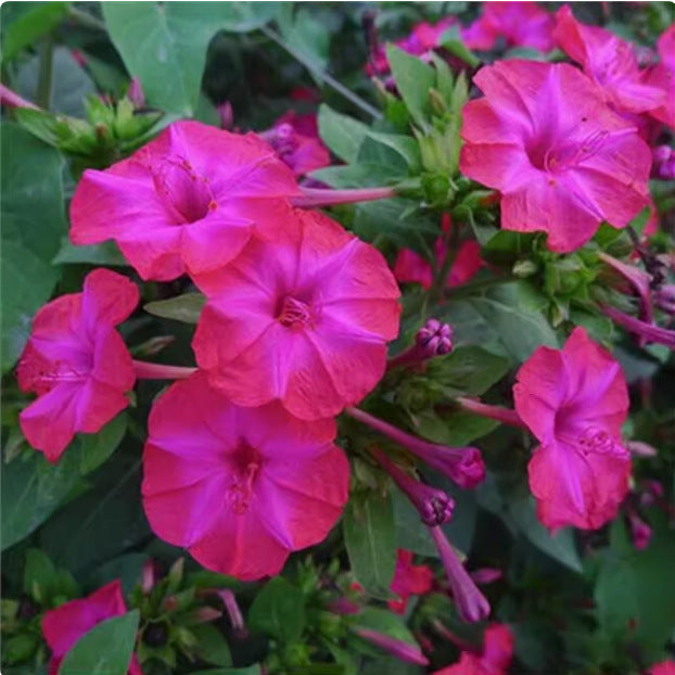 Jasmine flower seeds | 100 Pcs per Pack