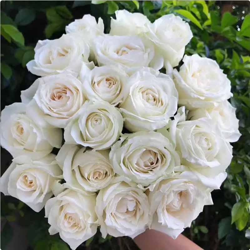Rose flower Seeds | 500pcs Per Bag