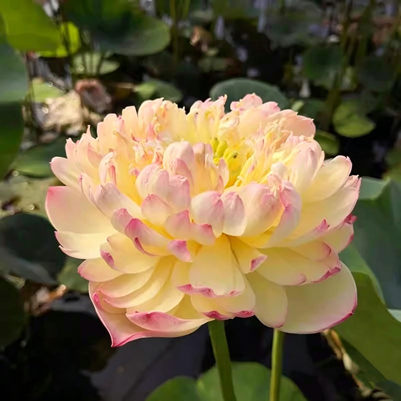 Bowl lotus | Miniature lotus Seed |50pcs Per bag