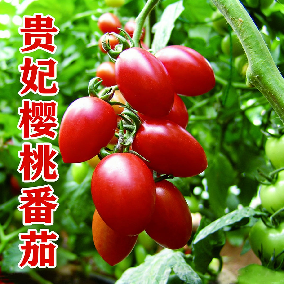 Tomato seeds | 50-200 Pcs per Pack