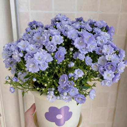 Wind chime flower seeds | 1000 Pcs per Pack