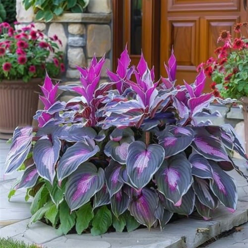 Colored hosta seeds | 1000 Pcs per Pack