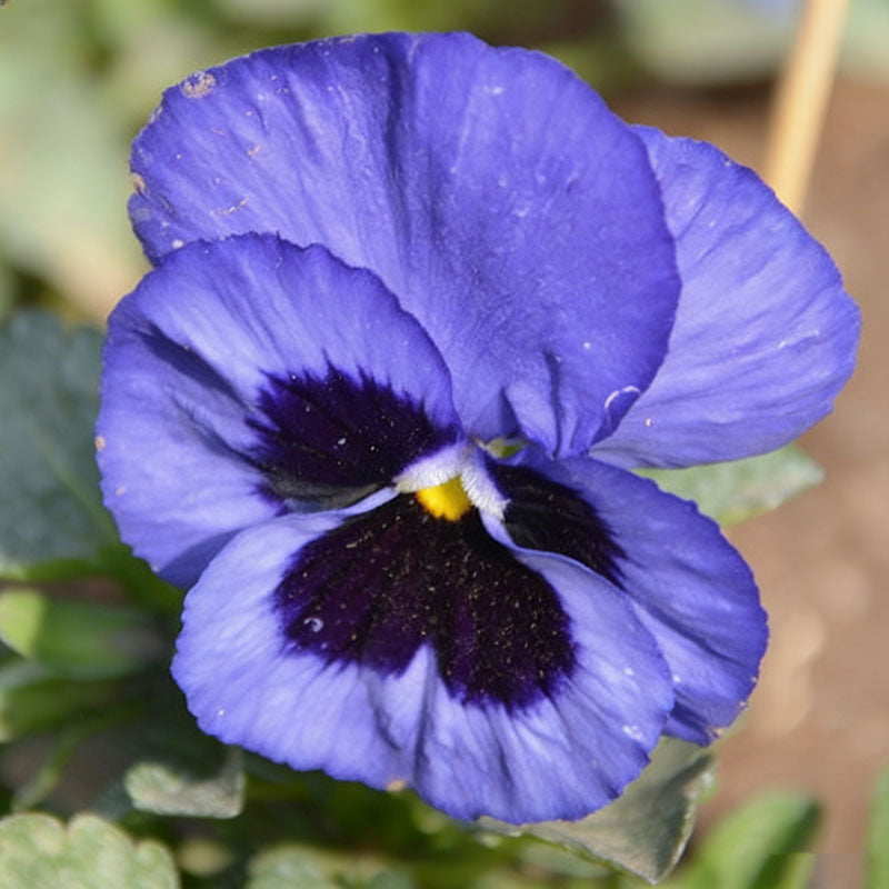 Pansy seeds | 1000pcs Per Bag