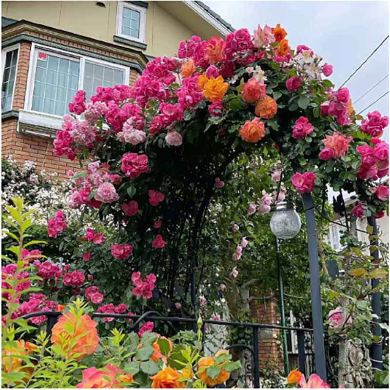 Climbing Rose Seed | 500 Pcs per Pack