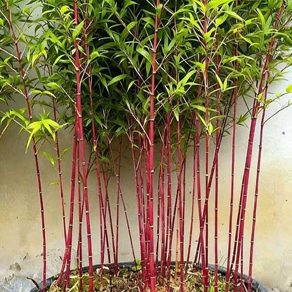 Bamboo seeds | 200pcs Per Bag