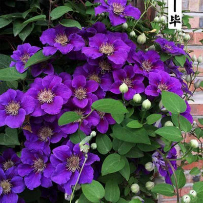 Clematis Flower Vine Seed  | 188pcs Per Bag