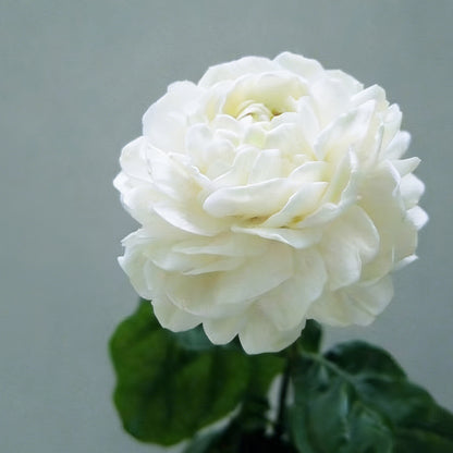 Jasmine flower seeds | 100 Pcs per Pack