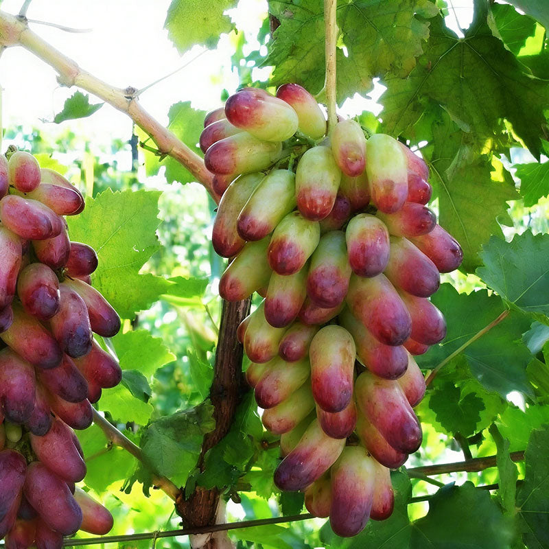 Grape Seeds | 60pcs Per Bag