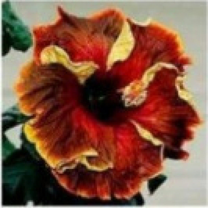 Furong seeds | 100 Pcs per Pack