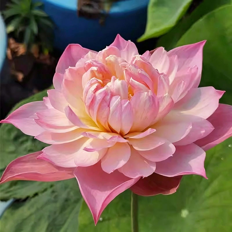 Bowl lotus | Miniature lotus Seed |50pcs Per bag