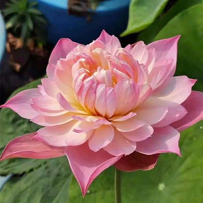 Bowl lotus | Miniature lotus Seed |50pcs Per bag