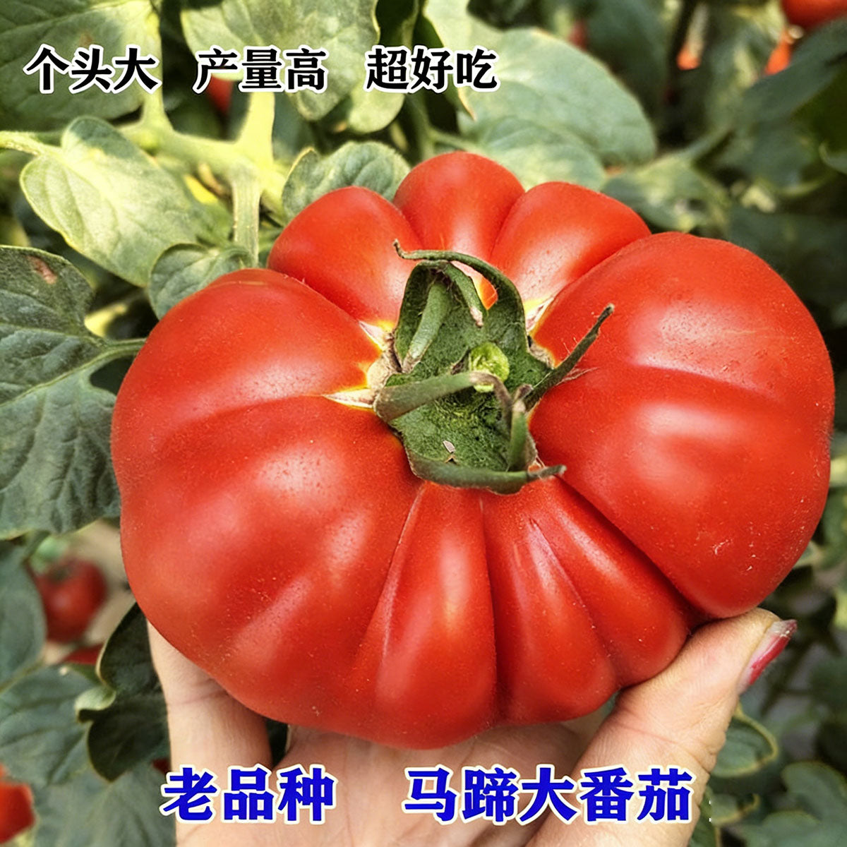 Tomato seeds | 50-200 Pcs per Pack