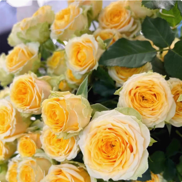 Rose flower seeds | 200 Pcs per Pack